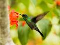 Rapid evolution in foxgloves pollinated by hummingbirds: Study - Hindi News | Rapid evolution in foxgloves pollinated by hummingbirds: Study | Latest technology News at Lokmattimes.com
