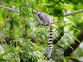 Madagascar's eastern rainforests might disappear by 2070: Study - Hindi News | Madagascar's eastern rainforests might disappear by 2070: Study | Latest technology News at Lokmattimes.com
