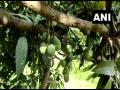 One mango tree with 121 varieties of fruit in UP's Saharanpur - Hindi News | One mango tree with 121 varieties of fruit in UP's Saharanpur | Latest national News at Lokmattimes.com