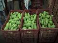 Malihabad's Dasheri mangoes make an appearance in Lucknow market - Hindi News | Malihabad's Dasheri mangoes make an appearance in Lucknow market | Latest national News at Lokmattimes.com
