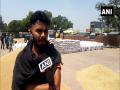 Ludhiana farmers complain of shortage of gunny bags - Hindi News | Ludhiana farmers complain of shortage of gunny bags | Latest national News at Lokmattimes.com