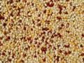 Millets export from India to increase exponentially in coming years, says government - Hindi News | Millets export from India to increase exponentially in coming years, says government | Latest business News at Lokmattimes.com