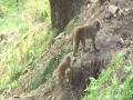 Monkeys move to rural areas amid lockdown in HP - Hindi News | Monkeys move to rural areas amid lockdown in HP | Latest national News at Lokmattimes.com