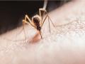 Scientists find transmission chain-breaker, give new hope for fight against malaria - Hindi News | Scientists find transmission chain-breaker, give new hope for fight against malaria | Latest technology News at Lokmattimes.com