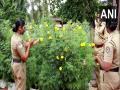 This Onam, Alappuzha police station spreads joy, gives out flowers for making Pookkalams - Hindi News | This Onam, Alappuzha police station spreads joy, gives out flowers for making Pookkalams | Latest national News at Lokmattimes.com