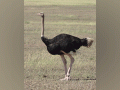 Bird three times larger than ostrich discovered - Hindi News | Bird three times larger than ostrich discovered | Latest lifestyle News at Lokmattimes.com