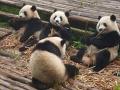 Chinese giant panda pregnant again in France - Hindi News | Chinese giant panda pregnant again in France | Latest international News at Lokmattimes.com