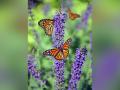 Research: Monarch butterflies slated for extinction due to diminishing winter colonies - Hindi News | Research: Monarch butterflies slated for extinction due to diminishing winter colonies | Latest technology News at Lokmattimes.com