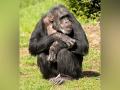 Study: Chimpanzees blend their sounds to create variety of vocal patterns - Hindi News | Study: Chimpanzees blend their sounds to create variety of vocal patterns | Latest technology News at Lokmattimes.com