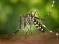 Study details how mosquitoes ignore insect repellents - Hindi News | Study details how mosquitoes ignore insect repellents | Latest technology News at Lokmattimes.com