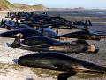 At least 9 pilot whales dead in mass stranding in New Zealand's Golden Bay - Hindi News | At least 9 pilot whales dead in mass stranding in New Zealand's Golden Bay | Latest international News at Lokmattimes.com
