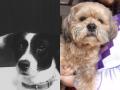 'My dog is my family': Pet owners respond to misinformation around coronavirus - Hindi News | 'My dog is my family': Pet owners respond to misinformation around coronavirus | Latest lifestyle News at Lokmattimes.com