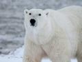 Study finds high protein diet might harm polar bears - Hindi News | Study finds high protein diet might harm polar bears | Latest technology News at Lokmattimes.com