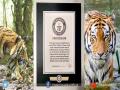 India's tiger census sets Guinness record for being largest camera trap wildlife survey - Hindi News | India's tiger census sets Guinness record for being largest camera trap wildlife survey | Latest national News at Lokmattimes.com
