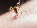 Trial gives hope for better control of mosquito-borne disease outbreaks - Hindi News | Trial gives hope for better control of mosquito-borne disease outbreaks | Latest health News at Lokmattimes.com