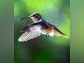 Birds figure out how to dodge butterflies, similar species: Study - Hindi News | Birds figure out how to dodge butterflies, similar species: Study | Latest technology News at Lokmattimes.com