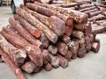 DRI seizes red sanders worth Rs 11.70 cr in Sabarmati - Hindi News | DRI seizes red sanders worth Rs 11.70 cr in Sabarmati | Latest national News at Lokmattimes.com