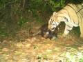 Andhra Pradesh: Forest officials launch 'Operation Cage' to catch tiger on prowl - Hindi News | Andhra Pradesh: Forest officials launch 'Operation Cage' to catch tiger on prowl | Latest national News at Lokmattimes.com