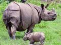 Kaziranga: Population of one-horned rhinoceros increases by 200 over last 4 years - Hindi News | Kaziranga: Population of one-horned rhinoceros increases by 200 over last 4 years | Latest national News at Lokmattimes.com