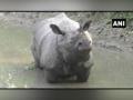 Two rhinos spotted in residential areas of Assam's Darrang - Hindi News | Two rhinos spotted in residential areas of Assam's Darrang | Latest national News at Lokmattimes.com