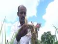 Heavy rains damage crops in Karnataka's Kalaburagi - Hindi News | Heavy rains damage crops in Karnataka's Kalaburagi | Latest national News at Lokmattimes.com