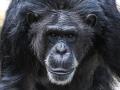 AI to help identify chimpanzee faces in the wild - Hindi News | AI to help identify chimpanzee faces in the wild | Latest international News at Lokmattimes.com