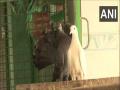 Several birds taken to hospital in Haryana's Gurugram due to heatstroke - Hindi News | Several birds taken to hospital in Haryana's Gurugram due to heatstroke | Latest national News at Lokmattimes.com