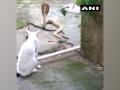 Pet cat protects Bhubaneswar family from cobra, stands guard for 30 mins - Hindi News | Pet cat protects Bhubaneswar family from cobra, stands guard for 30 mins | Latest national News at Lokmattimes.com