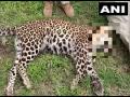 Leopard that had killed child shot dead in Uttarakhand - Hindi News | Leopard that had killed child shot dead in Uttarakhand | Latest national News at Lokmattimes.com