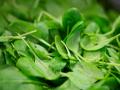 Spinach is good for planet, finds study - Hindi News | Spinach is good for planet, finds study | Latest technology News at Lokmattimes.com
