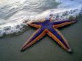 Scientists discover chemical signals in starfish stop them from eating - Hindi News | Scientists discover chemical signals in starfish stop them from eating | Latest technology News at Lokmattimes.com