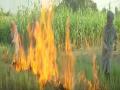 Punjab farmers continue to burn stubble as alternative methods are expensive - Hindi News | Punjab farmers continue to burn stubble as alternative methods are expensive | Latest politics News at Lokmattimes.com
