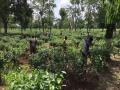 Siliguri's Tea industry upbeat as WB Govt allows 100 per cent work force to function in tea gardens - Hindi News | Siliguri's Tea industry upbeat as WB Govt allows 100 per cent work force to function in tea gardens | Latest national News at Lokmattimes.com