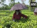 Tea gardens in Siliguri resumes operations amid lockdown - Hindi News | Tea gardens in Siliguri resumes operations amid lockdown | Latest national News at Lokmattimes.com