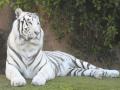 COVID-19: Tiger reserves, national parks and zoos closed in Uttarakhand till Mar 31 - Hindi News | COVID-19: Tiger reserves, national parks and zoos closed in Uttarakhand till Mar 31 | Latest national News at Lokmattimes.com