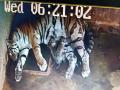 Tigress Megha gives birth to 3 cubs in Odisha's Nandankanan zoo, tiger population rises to 30 - Hindi News | Tigress Megha gives birth to 3 cubs in Odisha's Nandankanan zoo, tiger population rises to 30 | Latest national News at Lokmattimes.com