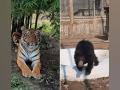 Delhi zoo gets two tigresses, sloth bears from Maharashtra for conservation breeding - Hindi News | Delhi zoo gets two tigresses, sloth bears from Maharashtra for conservation breeding | Latest national News at Lokmattimes.com