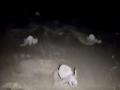 Olive Ridley turtle hatchlings emerge from nest on Goa beach, CM posts video - Hindi News | Olive Ridley turtle hatchlings emerge from nest on Goa beach, CM posts video | Latest national News at Lokmattimes.com