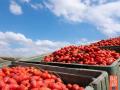 Delicious, healthy and wholesome Red Gold Tomatoes from Europe now available in India - Hindi News | Delicious, healthy and wholesome Red Gold Tomatoes from Europe now available in India | Latest business News at Lokmattimes.com
