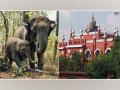 World Animal Protection Organisation welcomes Madras Court's call to prohibit future ownership of elephants - Hindi News | World Animal Protection Organisation welcomes Madras Court's call to prohibit future ownership of elephants | Latest business News at Lokmattimes.com