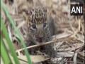 Nashik forest dept rescues 10-day-old leopard cub, reunited with mother - Hindi News | Nashik forest dept rescues 10-day-old leopard cub, reunited with mother | Latest maharashtra News at Lokmattimes.com