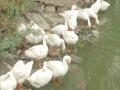 Delhi: 10 ducks found dead in Trilokpuri lake, samples sent for Bird Flu test - Hindi News | Delhi: 10 ducks found dead in Trilokpuri lake, samples sent for Bird Flu test | Latest national News at Lokmattimes.com