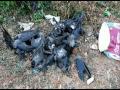 Bird flu alert sounded in Madhya Pradesh after crow deaths - Hindi News | Bird flu alert sounded in Madhya Pradesh after crow deaths | Latest national News at Lokmattimes.com