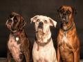 Dogs' aggressive behavior towards humans often caused by fear - Hindi News | Dogs' aggressive behavior towards humans often caused by fear | Latest lifestyle News at Lokmattimes.com