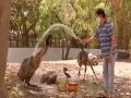 Surat zoo makes special arrangements to keep animals cool - Hindi News | Surat zoo makes special arrangements to keep animals cool | Latest national News at Lokmattimes.com