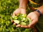 Sri Lankan tea exports earned $1.3bn in 2021