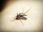 Aus state warns of Japanese encephalitis virus infection among animals