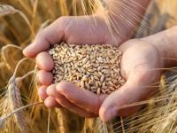Russia sees no grounds for extending grain deal: Kremlin - News | Russia sees no grounds for extending grain deal: Kremlin | Latest politics News at Lokmattimes.com Russia sees no grounds for extending grain deal: Kremlin - News | Russia sees no grounds for extending grain deal: Kremlin | Latest politics News at Lokmattimes.com