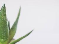 Benefits of aloe vera for your skin - News | Benefits of aloe vera for your skin | Latest lifestyle News at Lokmattimes.com