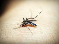 Israel Battles Mosquito-Borne West Nile Fever: 4 Dead, 48 Cases Confirmed - News | Israel Battles Mosquito-Borne West Nile Fever: 4 Dead, 48 Cases Confirmed | Latest international News at Lokmattimes.com